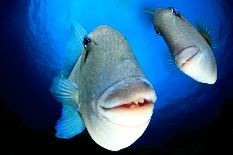 Create meme: blue fish, marine fish, the funniest fish