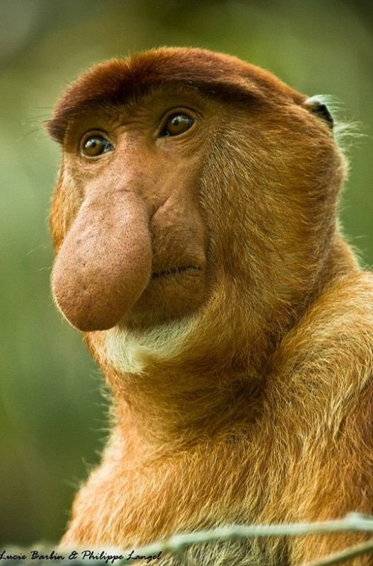 Создать мем: носатые животные, смешные обезьяны, обезьяна с длинным носом