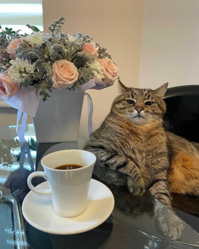 Create meme: coffee cat, cat stepan, cat 