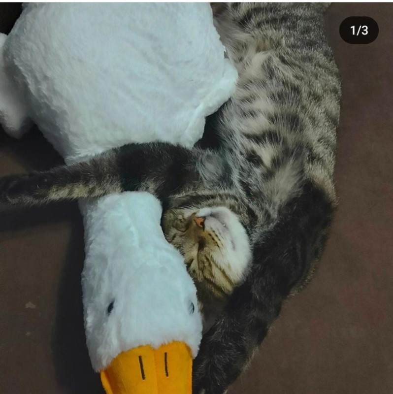 Create meme: cat , goose cuddle soft toy, cat 