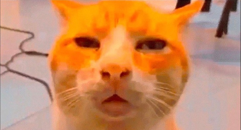 Create meme: gifs memes cats, cat meme , white cat meme shakes his head