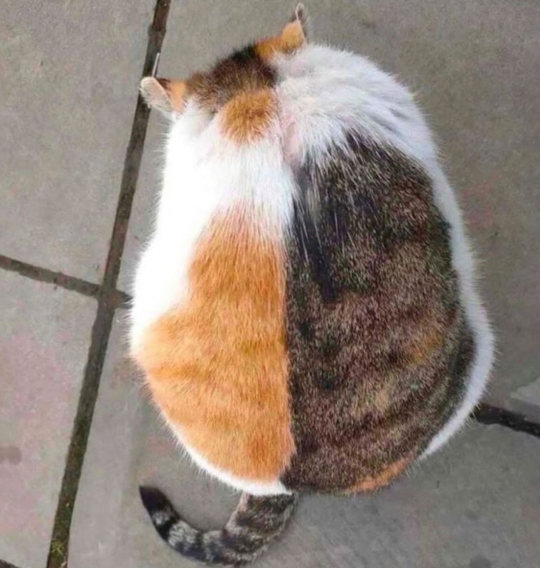 Create meme: fat cat , fat cat, cat 