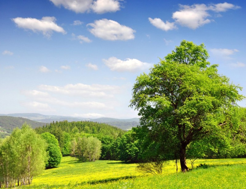 Create meme: summer landscape, nature meadow, nature 