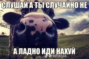 Create meme: cow, muzzle cow