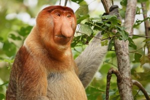 Create meme: a proboscis monkey, monkey nosey