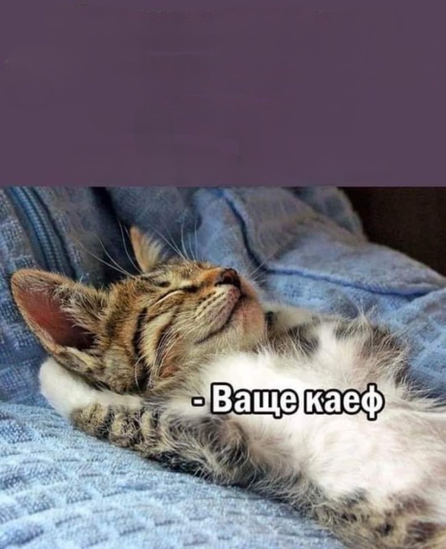 Create meme: animals cute, cat , morning cats