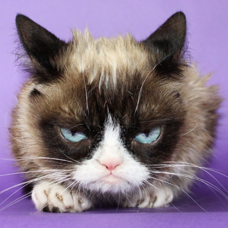 Create meme: unhappy cat , grumpy cat breed, real grumpy cat