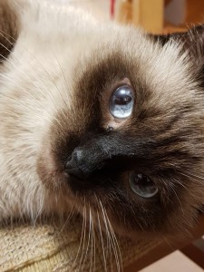 Create meme: Burmese, Siamese cat, Siamese cat