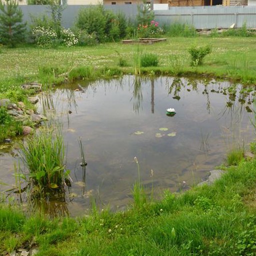 Create meme: pond in the country, a pond in the country, pond at the dacha for fish breeding and swimming