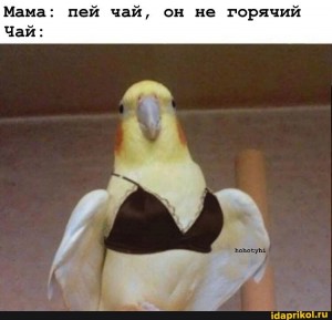 Create meme: parrot in her bra, Corella parrot sings, parrot funny