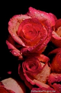 Create meme: leaf flowers roses, rose, photos of flowers rose in all colors