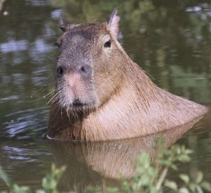 Create meme: the largest rodent is the capybara, the capybara, rodent capybara