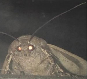 Create meme: memes about the moth and the lamp, mole meme, moth lamp