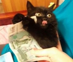 Создать мем: кот, черный кот, денежный кот