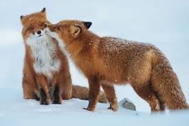 Create meme: the Wallpaper Fox, foxes hugging, Fox fur of fur of fur