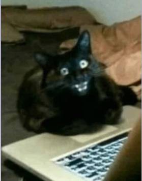 Create meme: cat , black cat at the computer, black cat