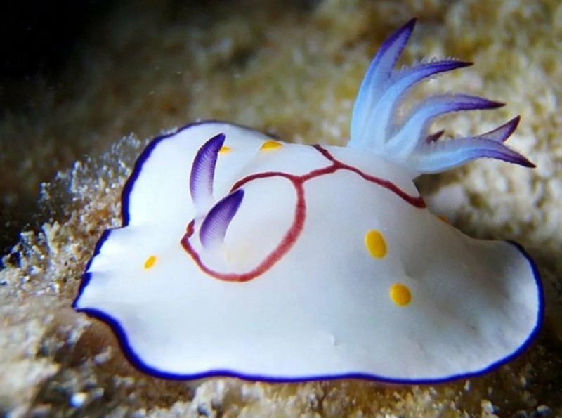 Create meme: sea slug, marine nudibranch, sea angel clam