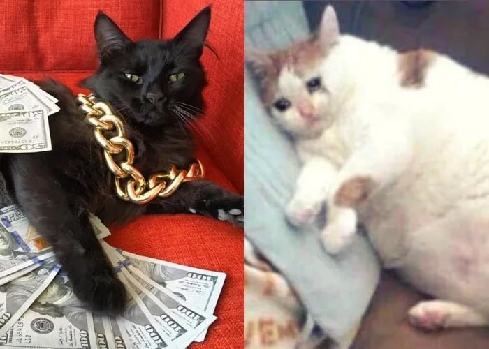 Создать мем: мемы с котами про деньги, толстый кот, кот о вы из англии