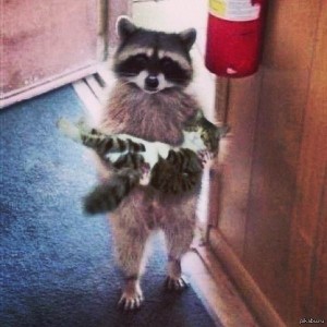 Create meme: raccoon carries cat, raccoon animal, a raccoon with a cat on hands