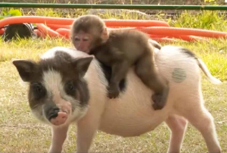 Create meme: piggy mini pig, pig mini pig, pig with a pig