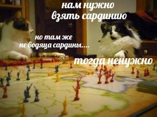 Create meme: jokes about chess players, chess cats, animals cute