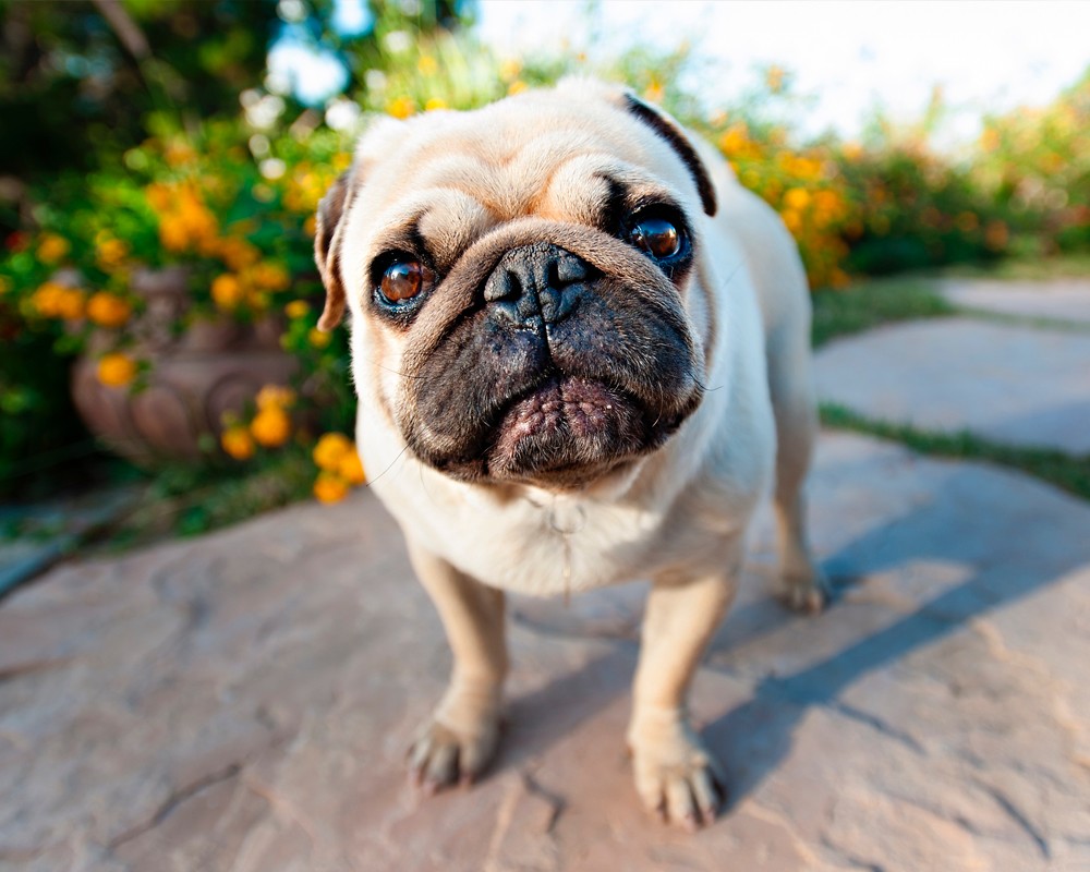 Create meme: pug face, breed pug, dog pug 