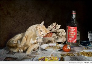 Создать мем: Кошка, коты и пиво картинки, пьяный кот
