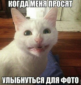 Create meme: cat, cats, cats