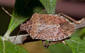 Create meme: beetle stink, brown marble shield, brown marble bug