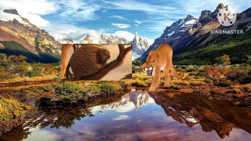 Create meme: Patagonia Argentina Lake mountains, landscape , cougar animal