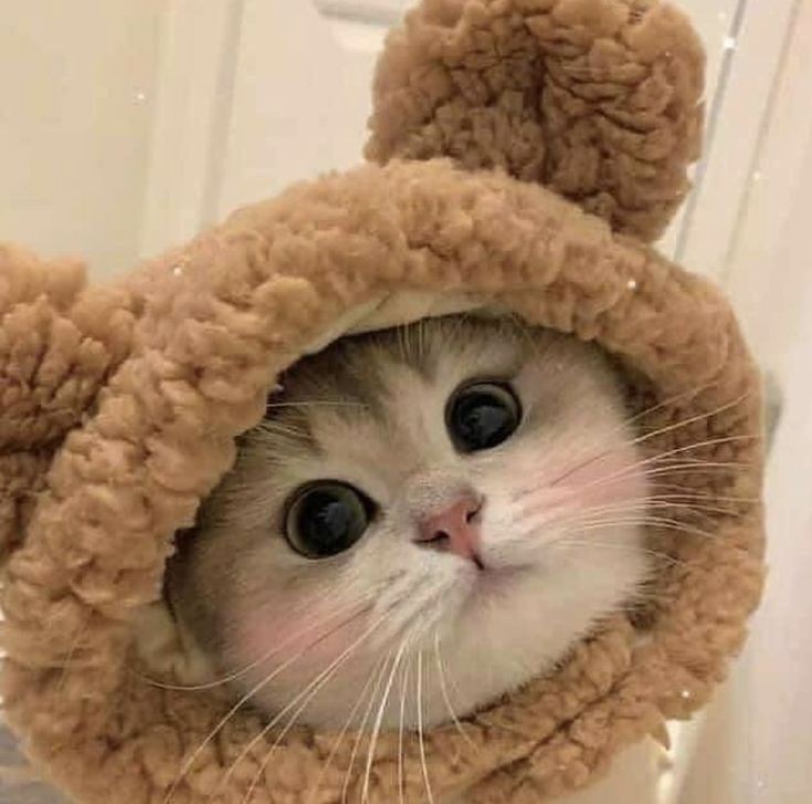 Create meme: cute cat in a hat, the cat in the hat, cute cat 