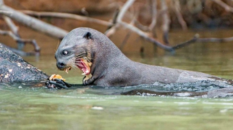 Create meme: the giant otter, amazon otter, otter 