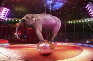 Create meme: the elephant in the circus photo, the picture is the singer in the circus, pictures of the circus