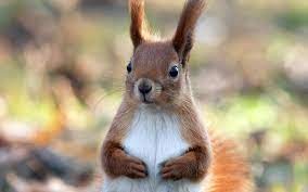 Create meme: blca, a beautiful squirrel, red squirrel