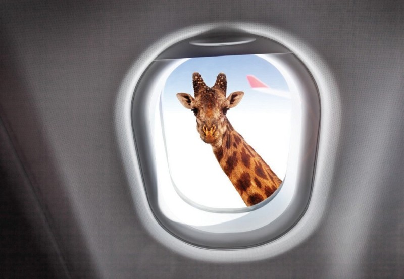 Create meme: the window, the airplane, giraffe peeks through the porthole