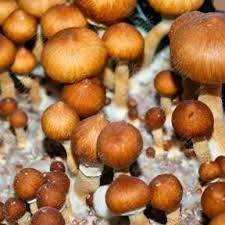Create meme: psilocybe cubensis mushrooms, psilocybin mushroom, psilocybin cubensis mushrooms