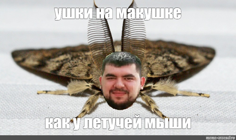 Мем с большими ушами. Моль Мем. Мемы про моль. Человек моль Мем.