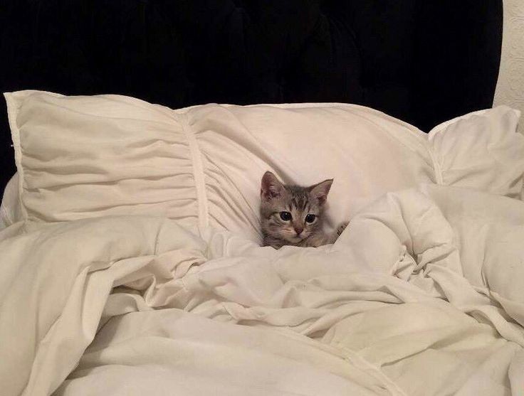 Создать мем: котенок под одеялом, кот под одеялом, кровать кот
