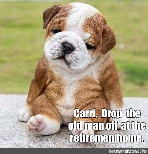 retirement animal meme