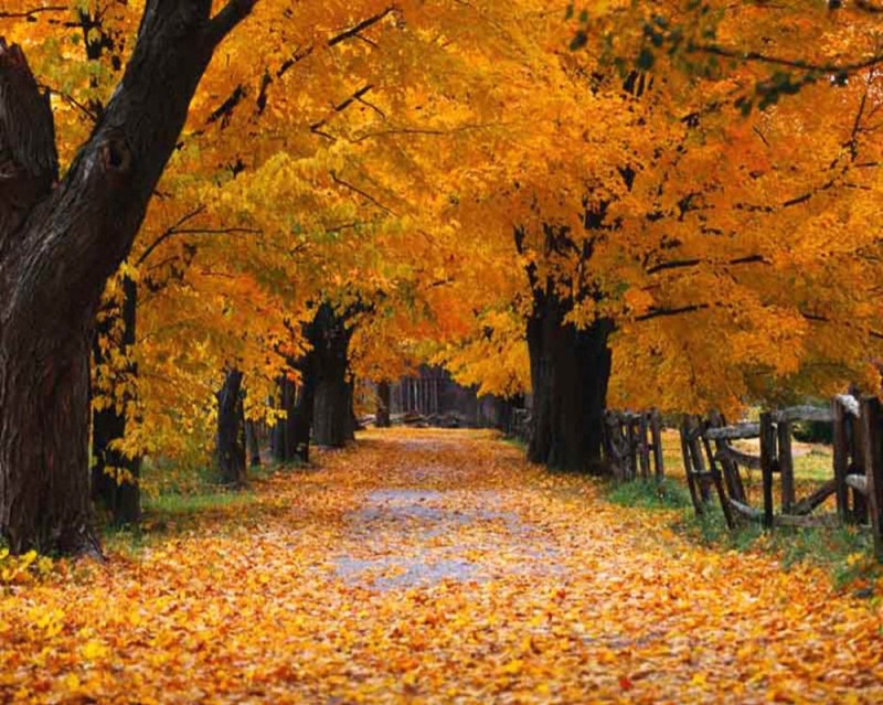 Create meme: autumn , yellow autumn, early autumn