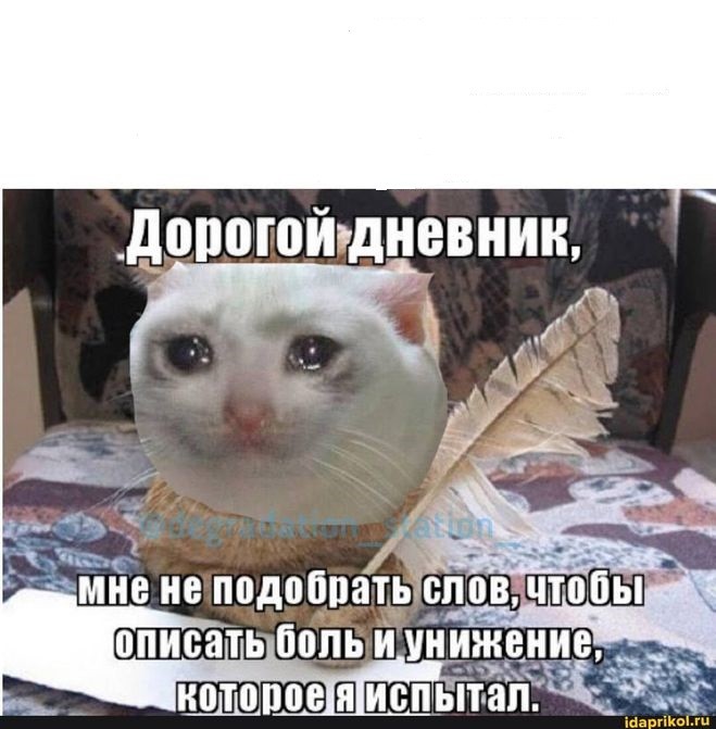 Create meme: Dear diary I can't pick up, dear diary, dear diary cat