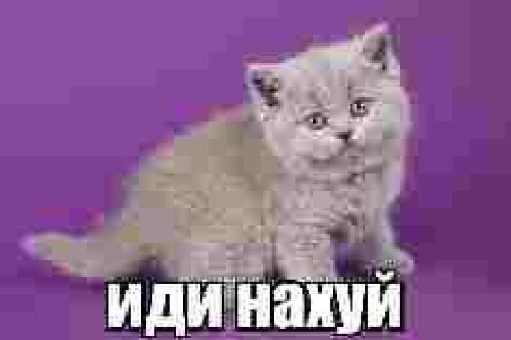 Create meme: cat British, purple british cat, memes with kittens 