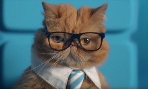 Create meme: cat, business cat