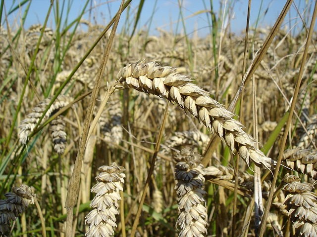 Создать мем: triticum aestivum зерно, озимая пшеница, пшеница