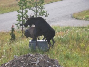 Create meme: moose and bear, moose