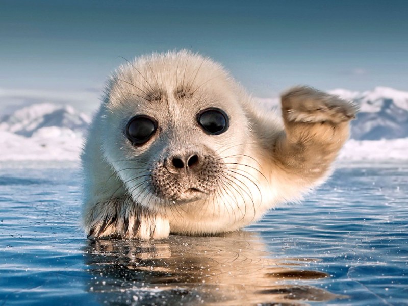 Create meme: baikal seal cub, baikal seals, Baikal seal Belek
