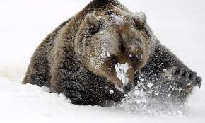 Создать мем: медведь медвежатник, медведь на снегу, медведь зимой и летом