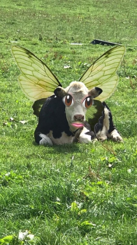 Create meme: a calf with wings, animals cow, funny cow