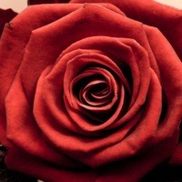 Create meme: red roses, red rose, pictures of the rose 640 x 480