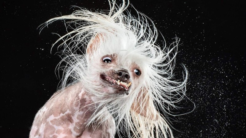 Create meme: The dog is bald, Chinese crested, The Chinese crested dog is evil